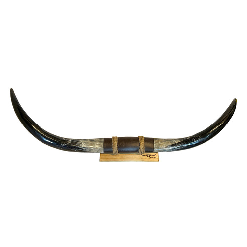 DECORATIVE FINISHED BULLOCK HORN #31