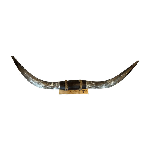 DECORATIVE FINISHED BULLOCK HORN #32