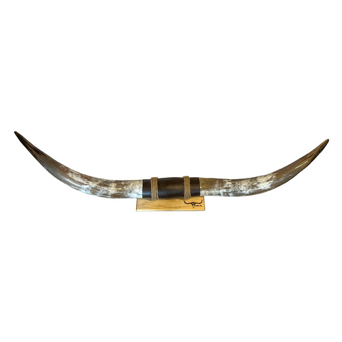 DECORATIVE FINISHED BULLOCK HORN #33