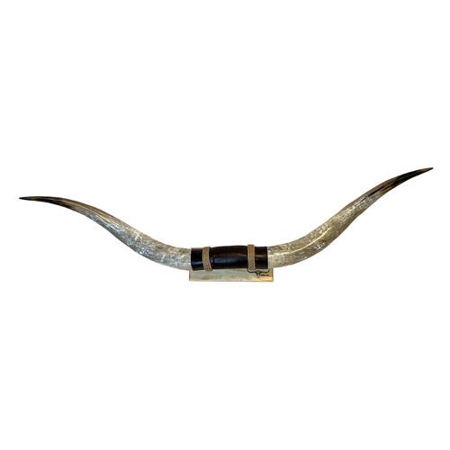 DECORATIVE FINISHED BULLOCK HORN #34