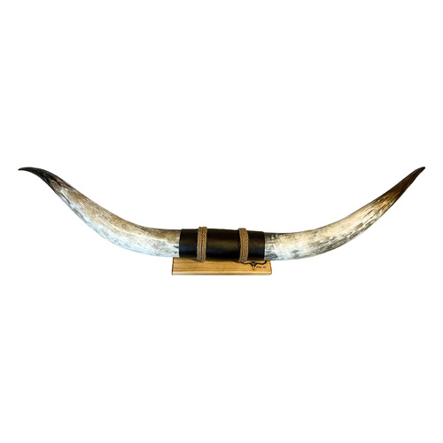 DECORATIVE FINISHED BULLOCK HORN #37