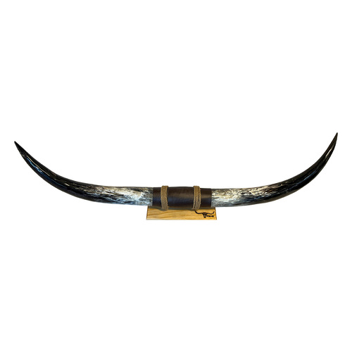 DECORATIVE FINISHED BULLOCK HORN #38