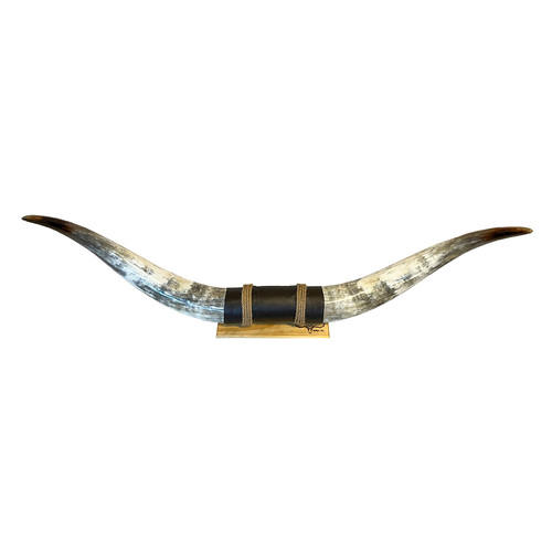 DECORATIVE FINISHED BULLOCK HORN #39