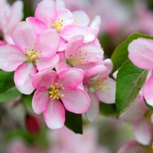 LUNCHEON - APPLE BLOSSOMS