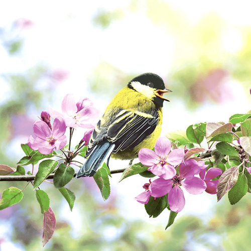 LUNCHEON - SPRING BIRD