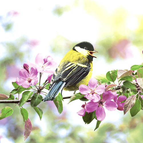 COCKTAIL -Spring bird