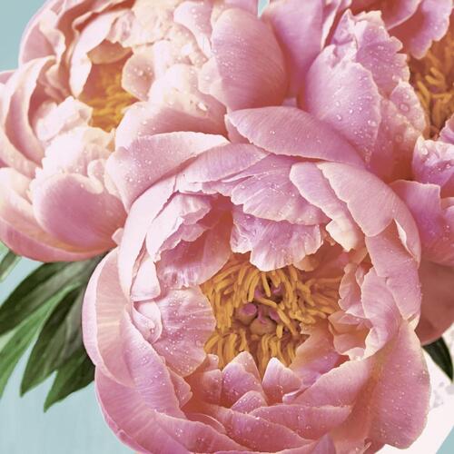 LUNCHEON - Pink Peony