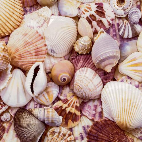 LUNCHEON - Seashells