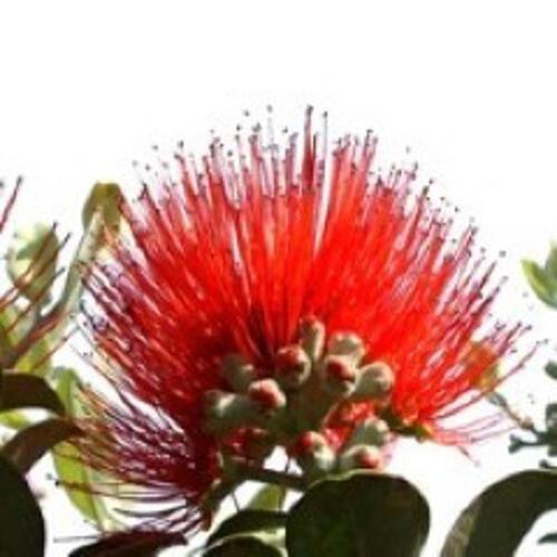 LUNCHEON - POHUTUKAWA